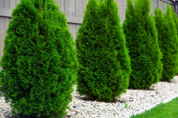 Arborvitae Planting in Murrells Inlet
