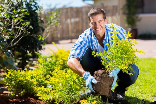 Bush Planting Service in Murrells Inlet