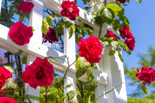 Home Gardening Service in Murrells Inlet