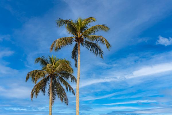 Palm Tree Planting in Murrells Inlet