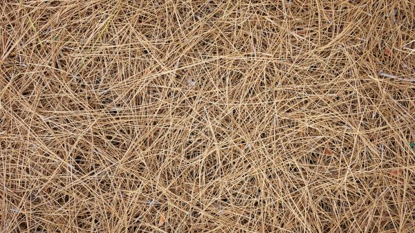 Pine Needles Delivery in Murrells Inlet