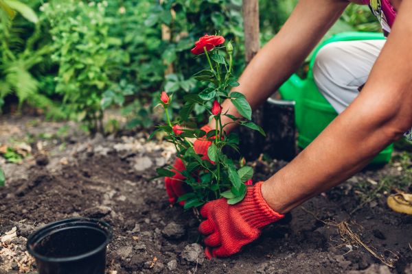 Planting Service in Murrells Inlet