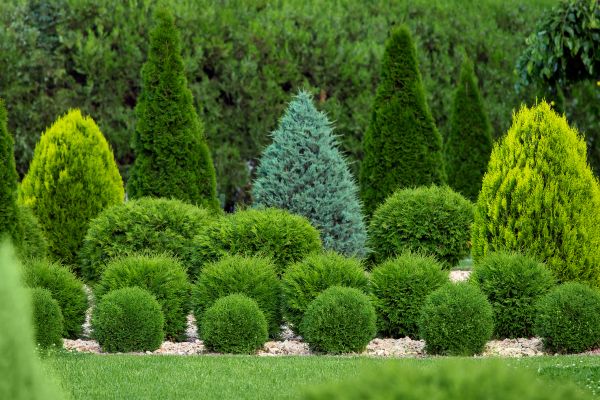 Shrub Replacement