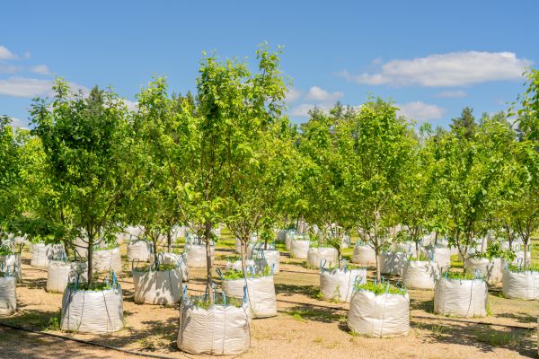 Tree Planting Service in Murrells Inlet