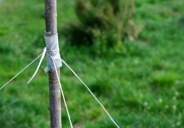 Tree Staking Service in Murrells Inlet