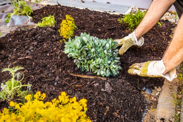 Weeding And Mulching in Murrells Inlet