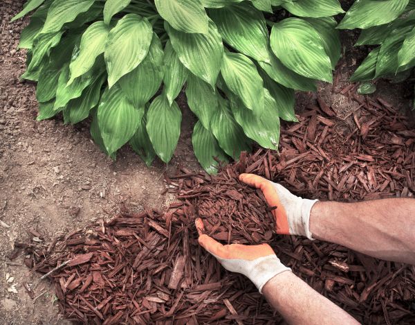 Shredded Mulch Service in Murrells Inlet