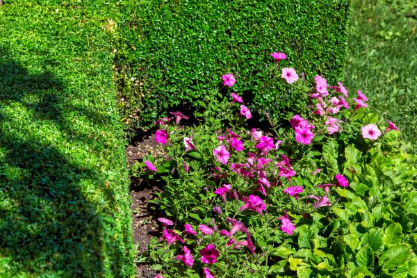 Softscaping Service in Murrells Inlet