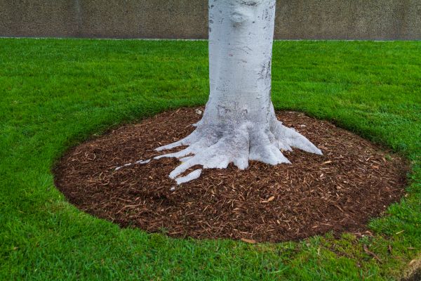 Brown Mulch Installation in Murrells Inlet