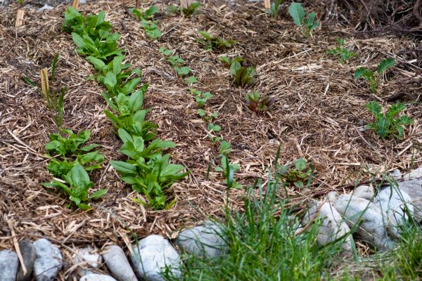 Mulch Service in Murrells Inlet