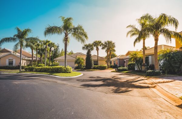 Palm Tree Landscaping in Murrells Inlet