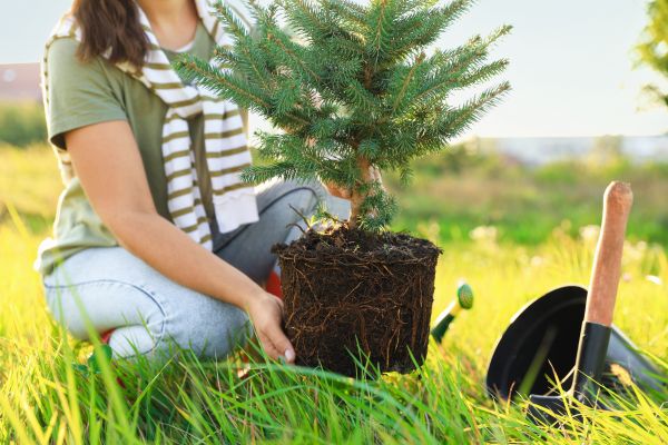 Spruce Tree Planting in Murrells Inlet