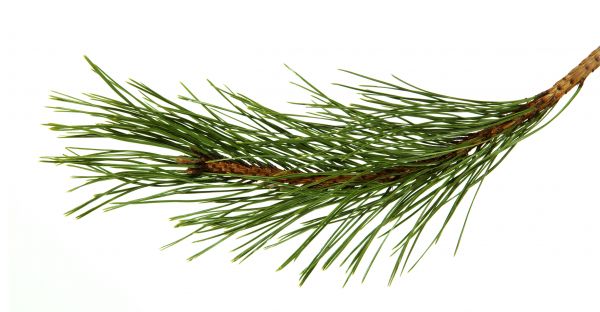 Pine Needles Installation in Murrells Inlet
