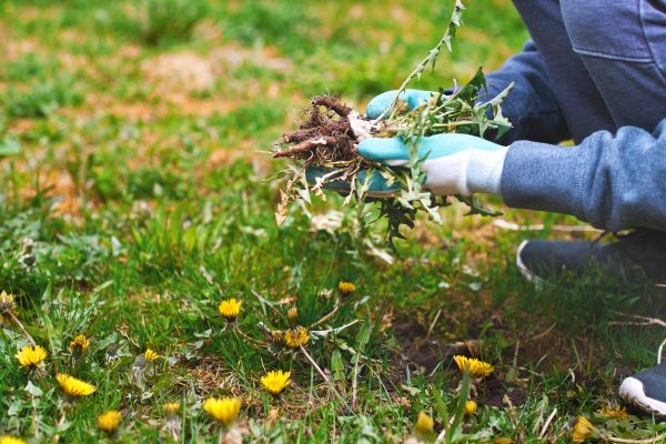 Flower Bed Clearing in Murrells Inlet