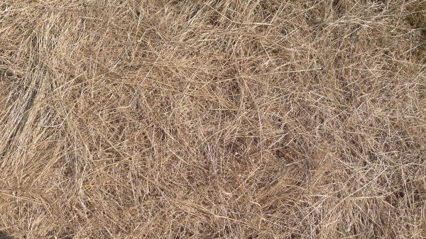 Pine Straw Replacement in Murrells Inlet