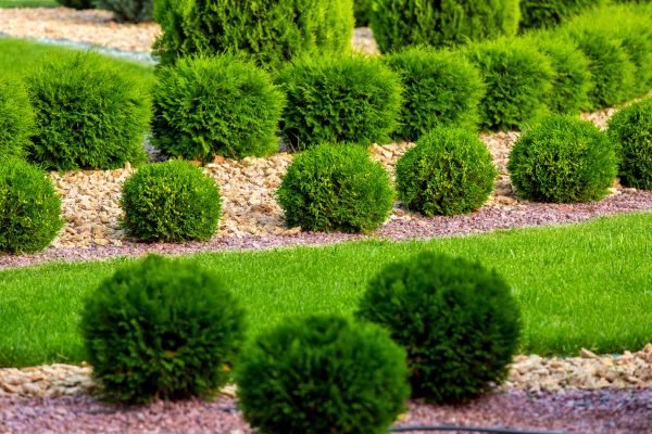 Bush Replacement in Murrells Inlet