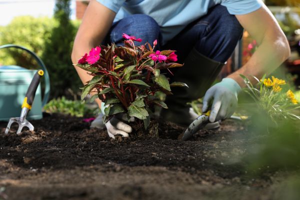 Plant Replacement in Murrells Inlet