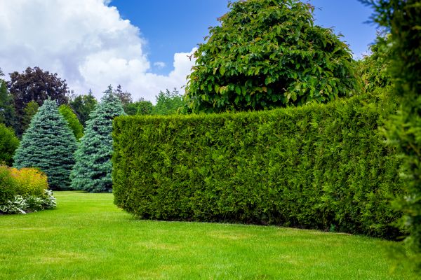 Hedge Landscaping in Murrells Inlet
