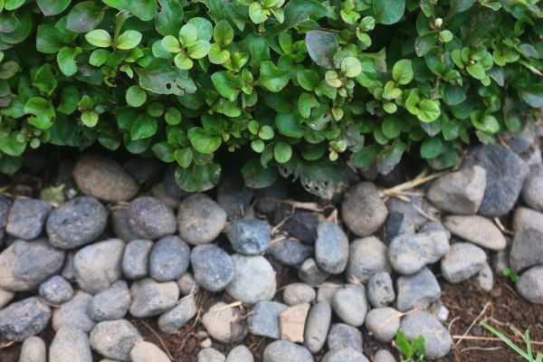 River Stone Installation in Murrells Inlet