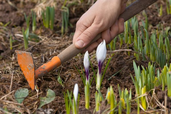 Flower Garden Weeding in Murrells Inlet