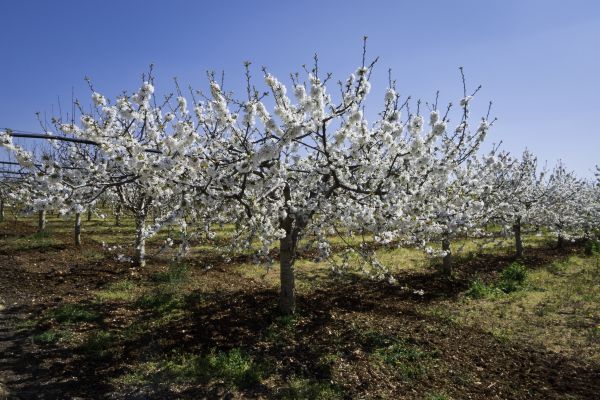 Orchard Planting in Murrells Inlet