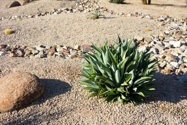 Xeriscaping Service in Murrells Inlet