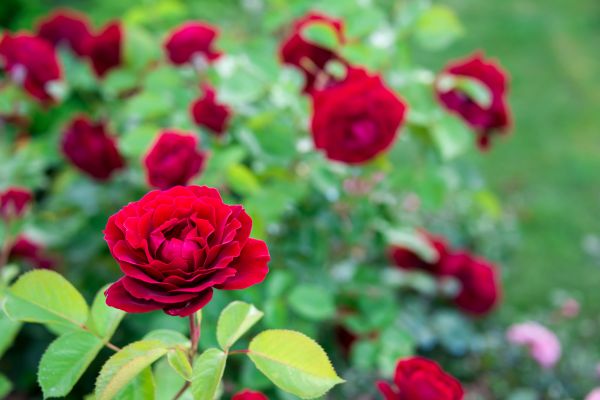 Rose Planting in Murrells Inlet