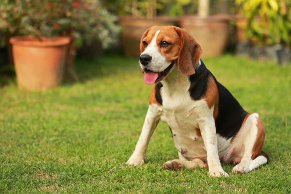 Dog Friendly Landscaping in Murrells Inlet