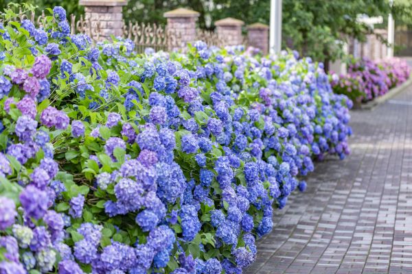 Hydrangea Landscaping in Murrells Inlet