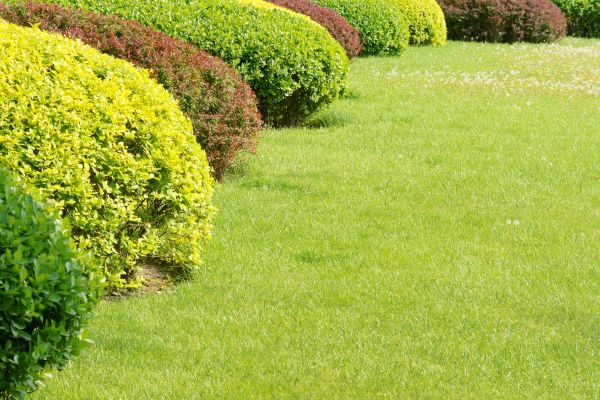 Shrubbery Planting in Murrells Inlet