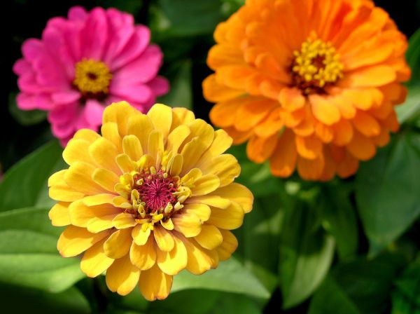 Zinnia Planting in Murrells Inlet