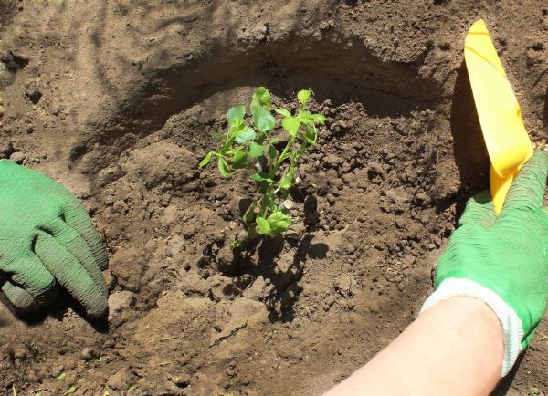 Rose Bush Planting in Murrells Inlet