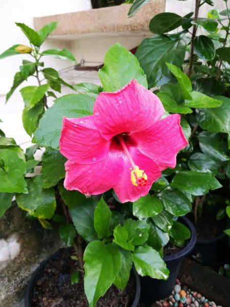 Hibiscus Planting in Murrells Inlet