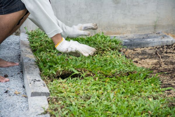 Ground Cover Planting in Murrells Inlet