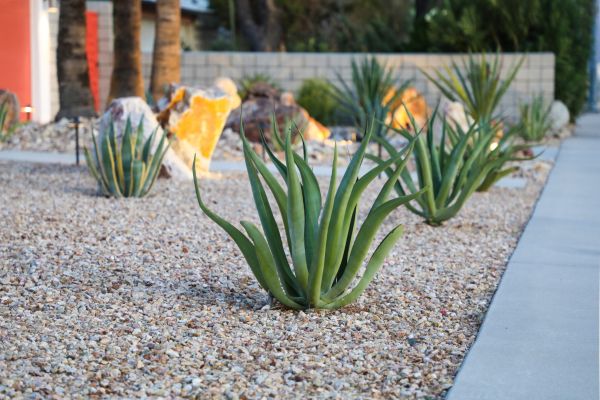 Drought Resistant Landscaping in Murrells Inlet