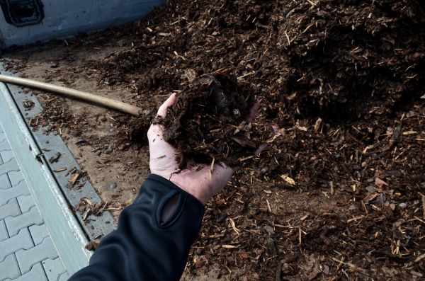 Condo Mulching in Murrells Inlet