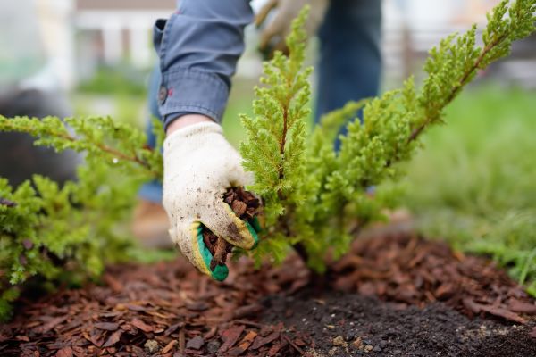Church Mulching in Murrells Inlet