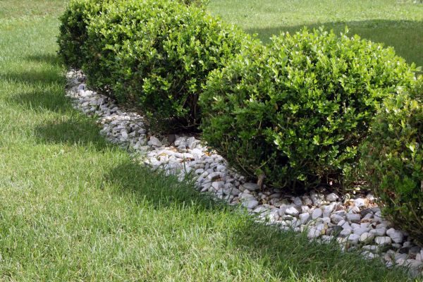 Boxwood Planting in Murrells Inlet