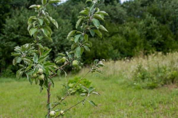 Apple Tree Planting in Murrells Inlet