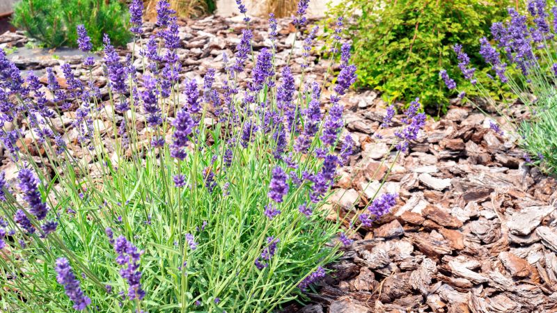 Pine Bark Mulch Installation